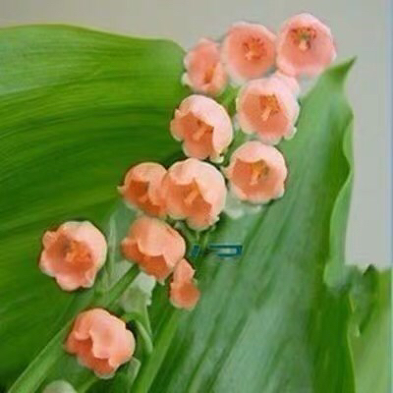 铃兰铃兰种根风铃兰花四季耐寒植物