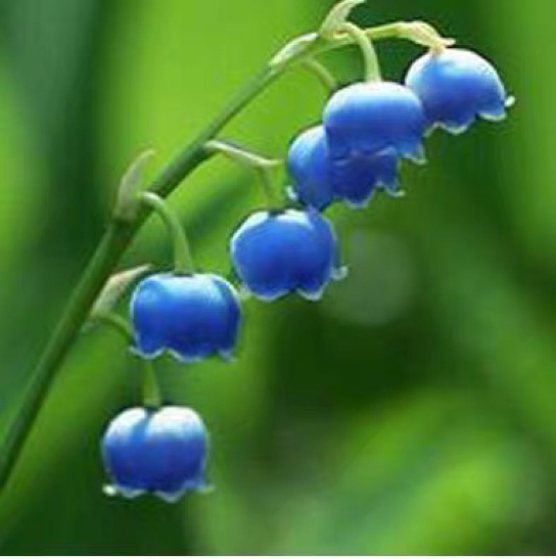 铃兰铃兰种根风铃兰花四季耐寒植物