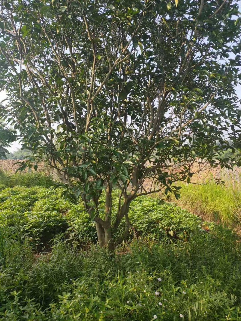 柚子树