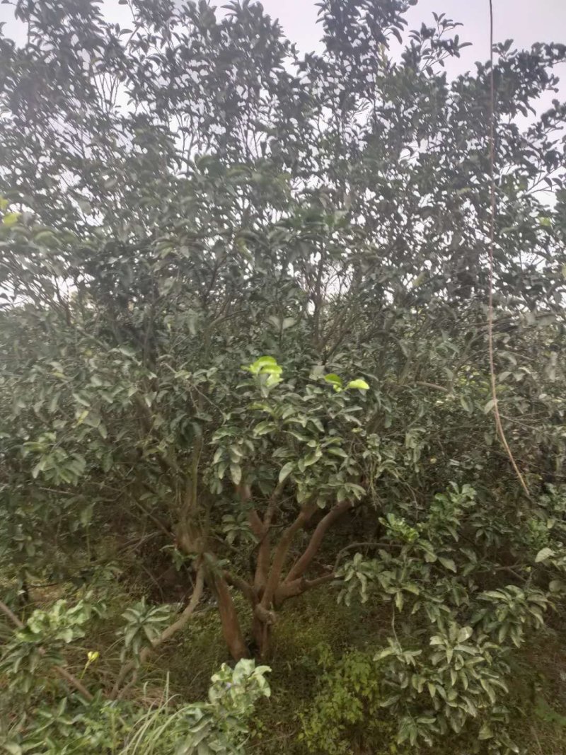 柚子树