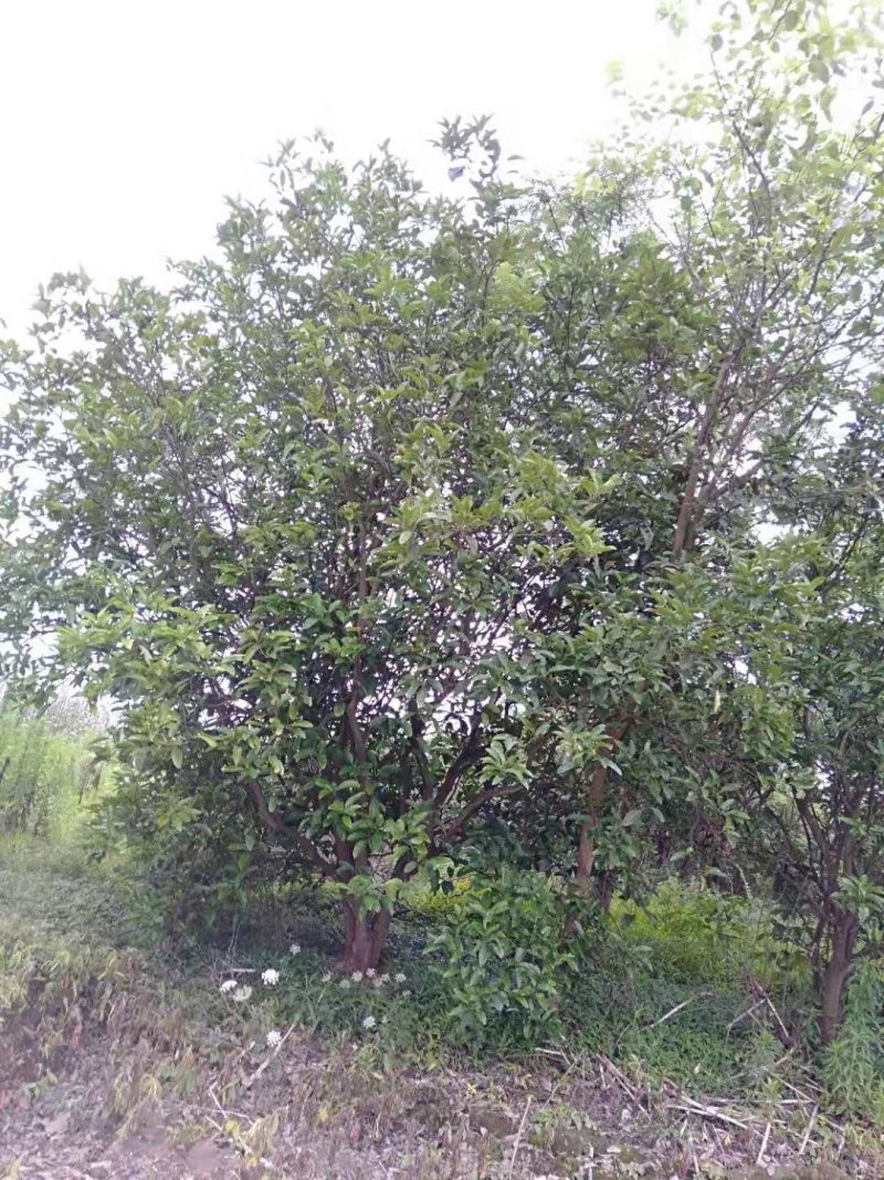 柚子树