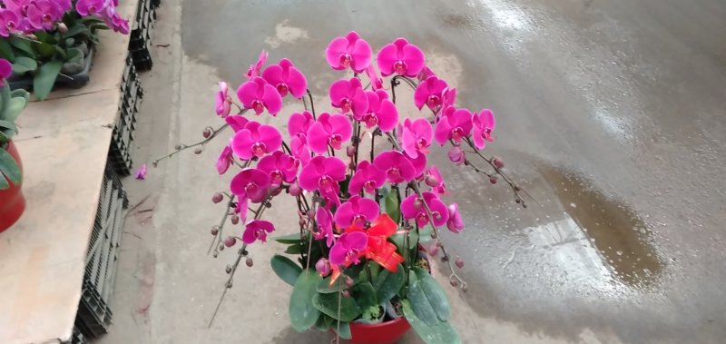 蝴蝶兰，基地直销各个品种的蝴蝶兰，一手货源无中间商