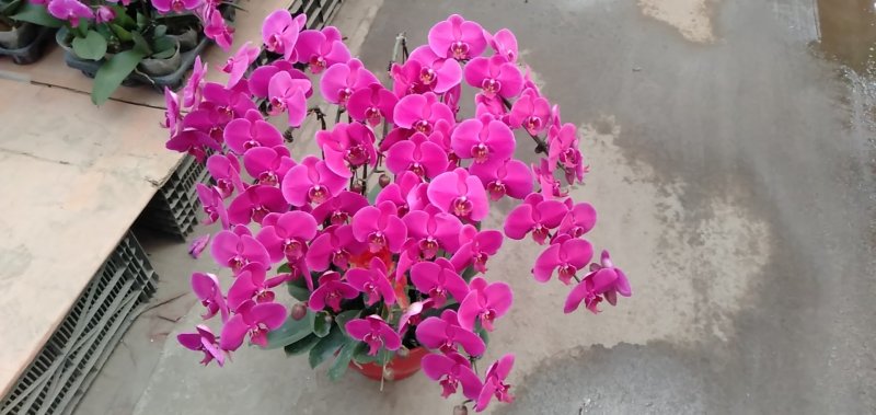 蝴蝶兰，基地直销各个品种的蝴蝶兰，一手货源无中间商
