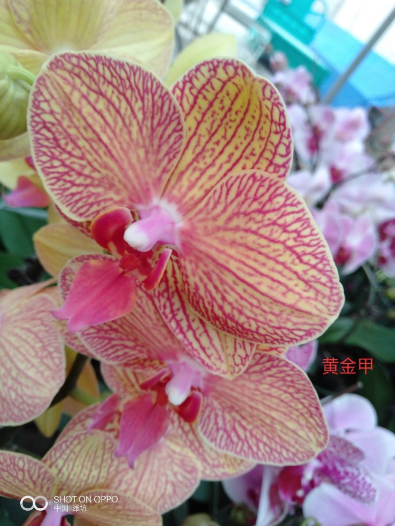 蝴蝶兰，基地直销各个品种的蝴蝶兰，一手货源无中间商