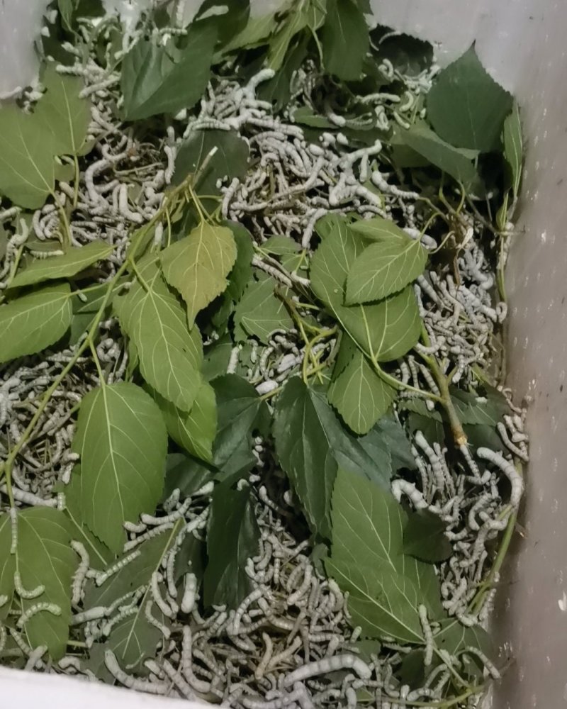 蚕宝宝