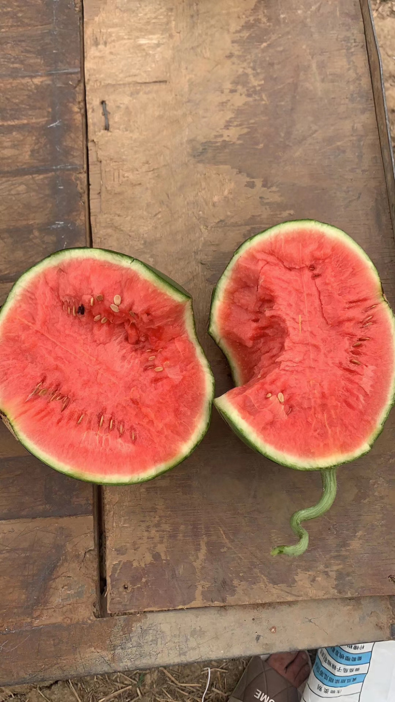 早春红玉精品早春红玉量大质优