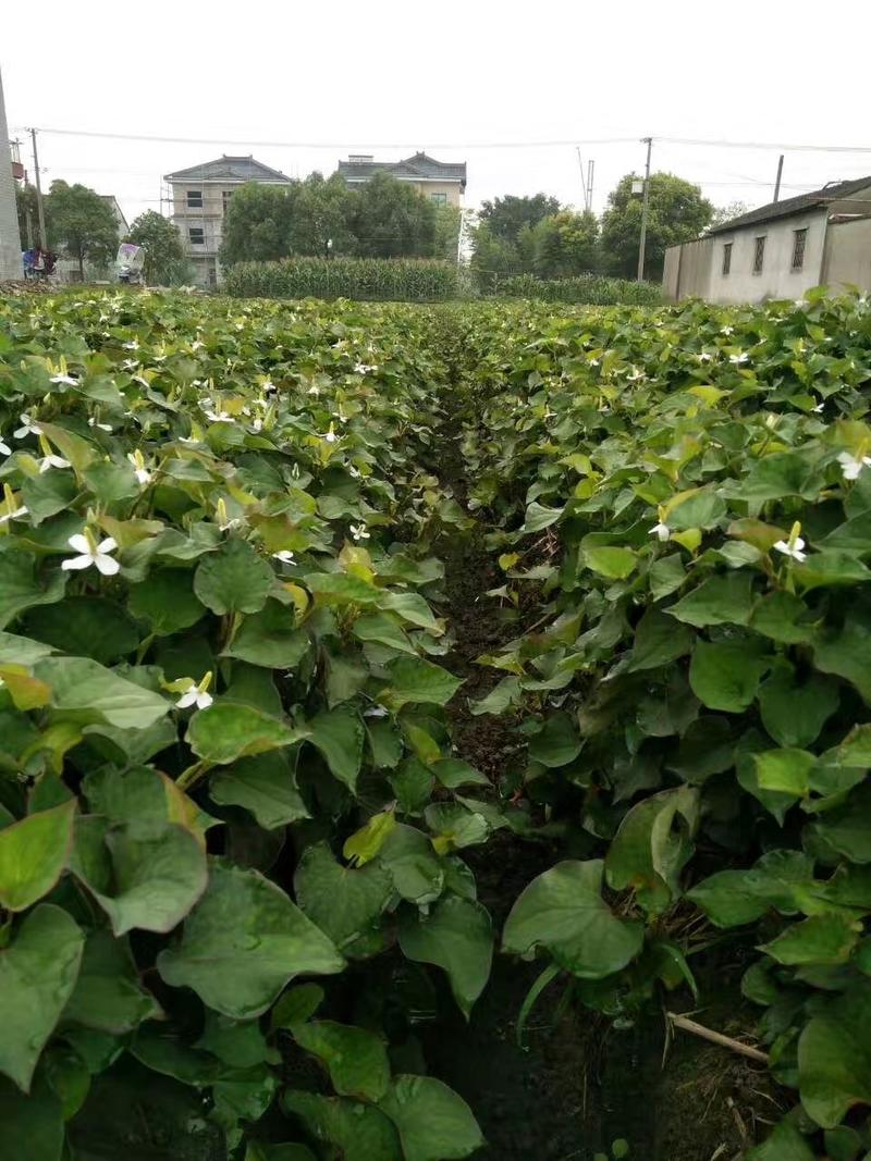 杭州萧山区益农镇鱼腥草鲜根大量现货中白根折耳根现挖节节根