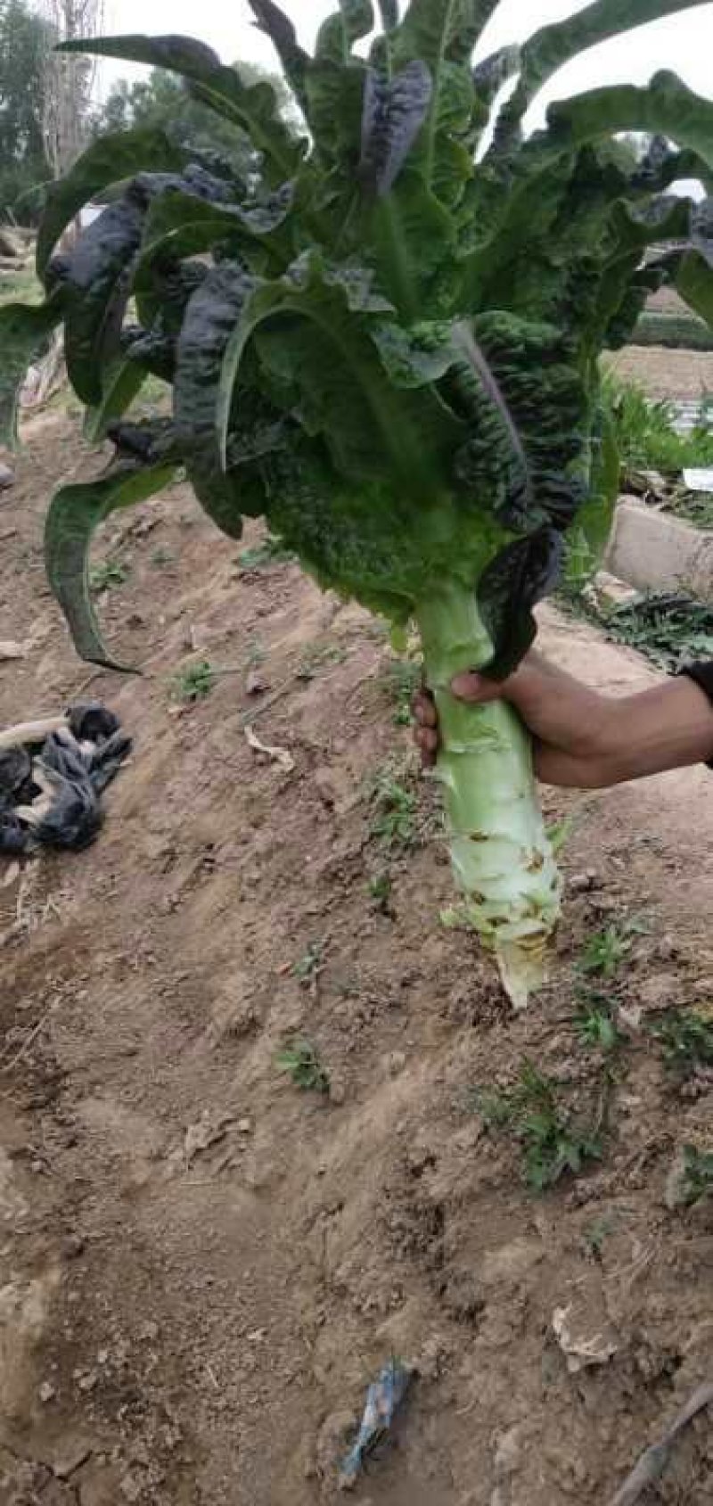 长期提供精品红尖叶莴笋毛货，净菜，光杆