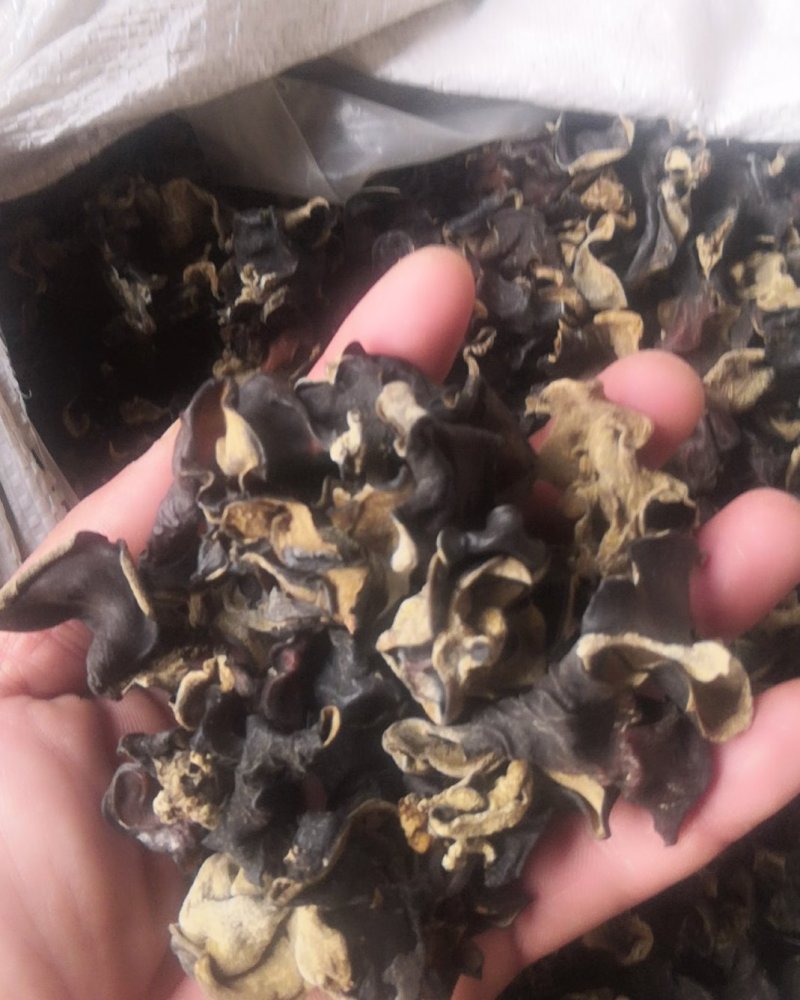 水洗毛木耳地摊跑量毛木耳黑木耳干杂会销礼品