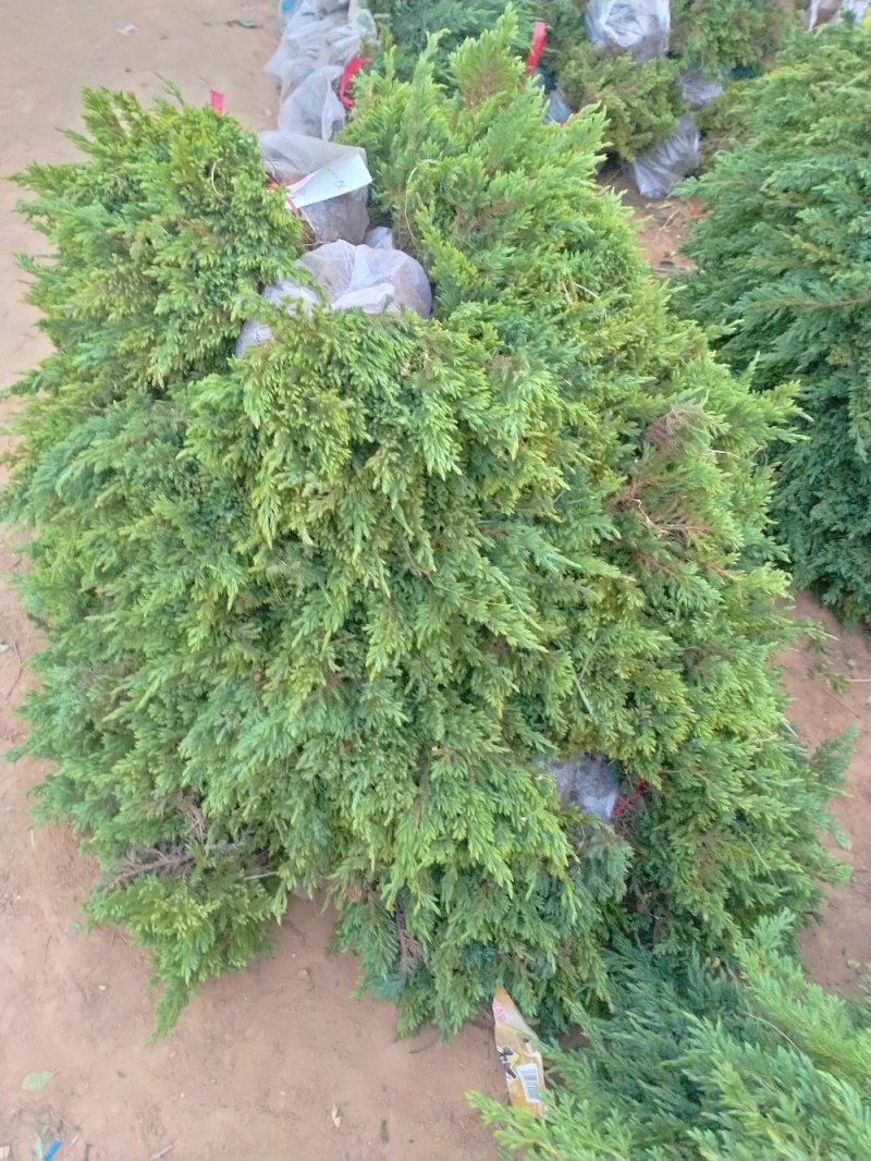 地被植物地柏苗铺地柏爬地柏四季常青柏树小苗微型盆景苗