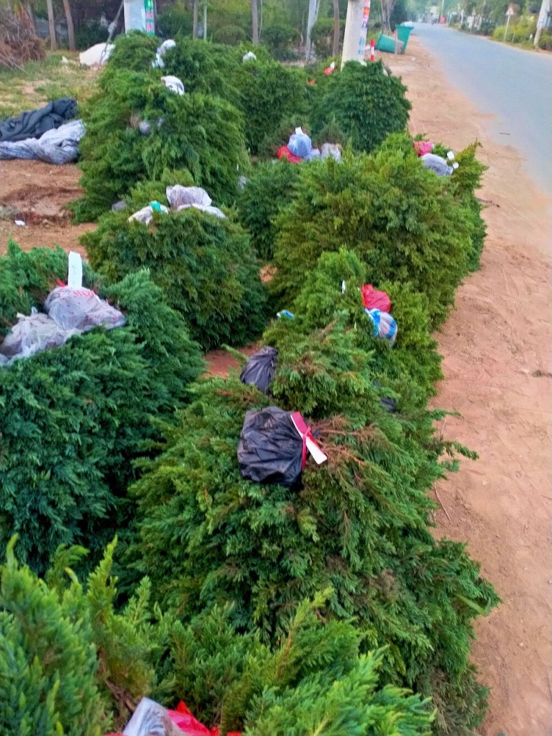 地被植物地柏苗铺地柏爬地柏四季常青柏树小苗微型盆景苗