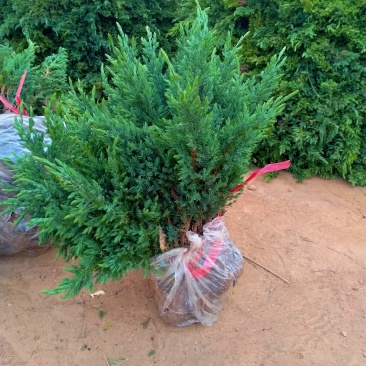 地被植物地柏苗铺地柏爬地柏四季常青柏树小苗微型盆景苗
