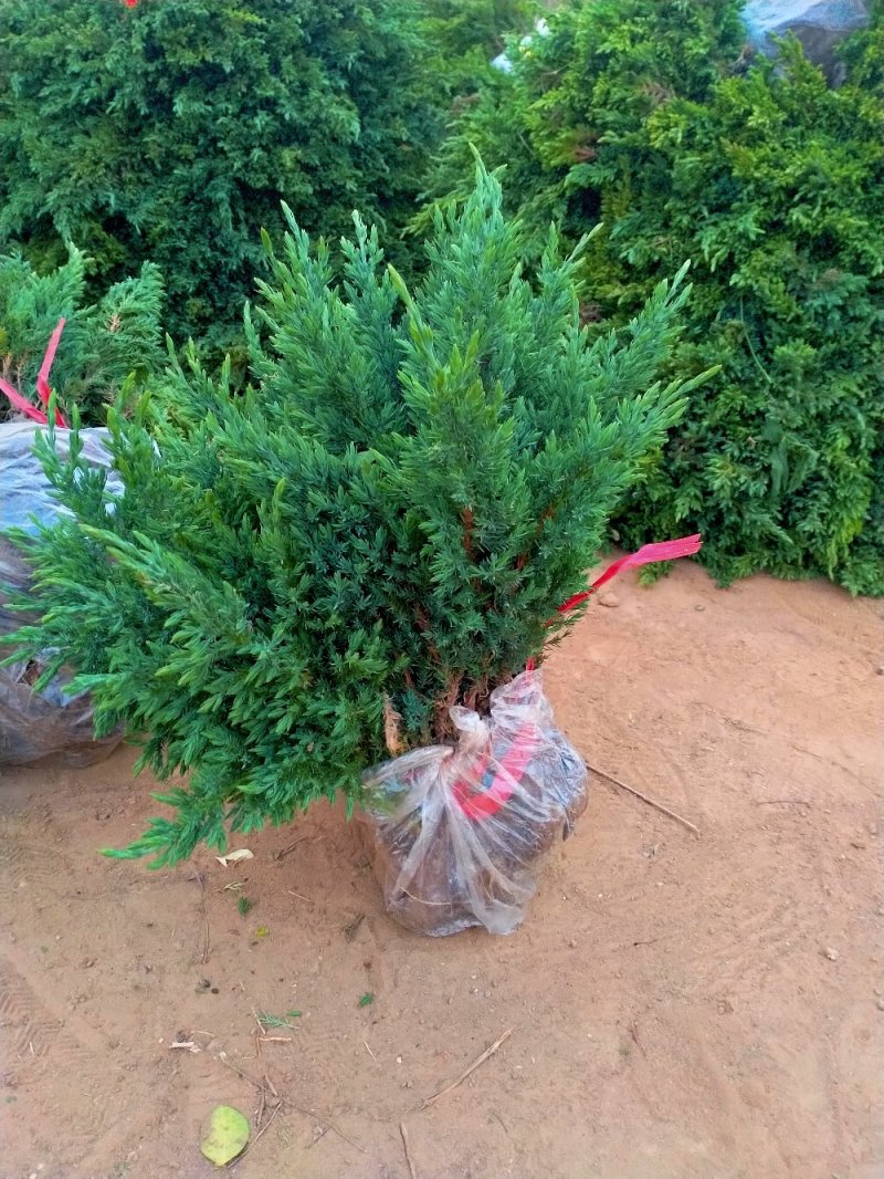 地被植物地柏苗铺地柏爬地柏四季常青柏树小苗微型盆景苗