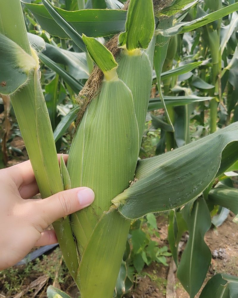 甜玉米太阳花糯玉米，厂地直销，专业代办，颗粒饱满，