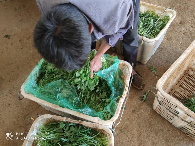 云南芝麻菜当季新鲜蔬菜产地直销量大从优有需要的可以联系