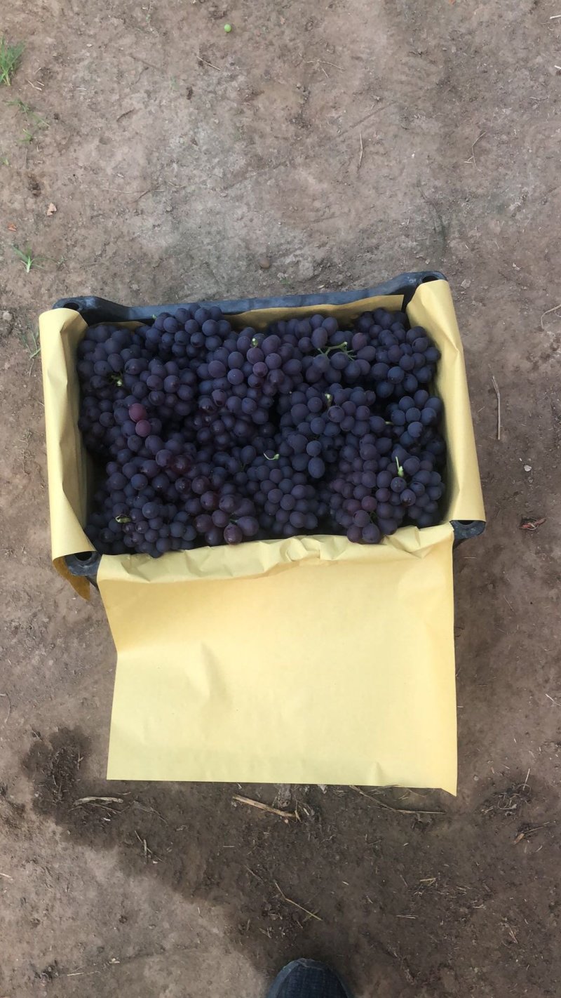 玫瑰香葡萄