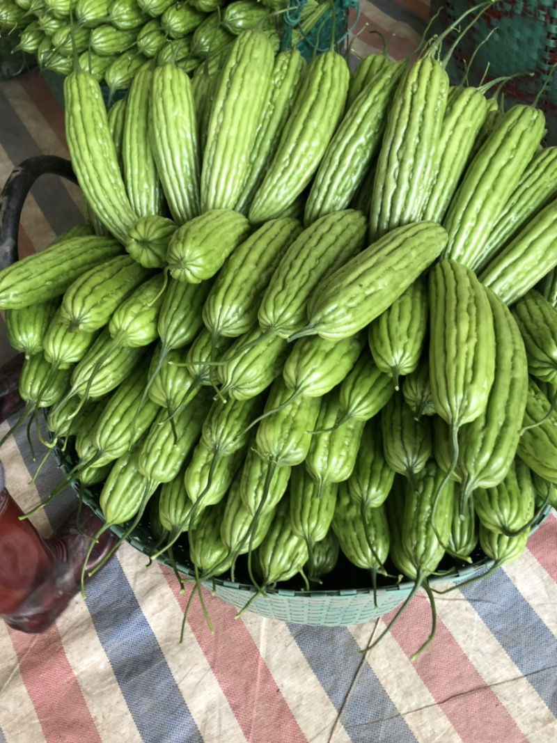 苦瓜