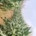 甜玉米太阳花糯玉米，厂地直销，专业代办，颗粒饱满，