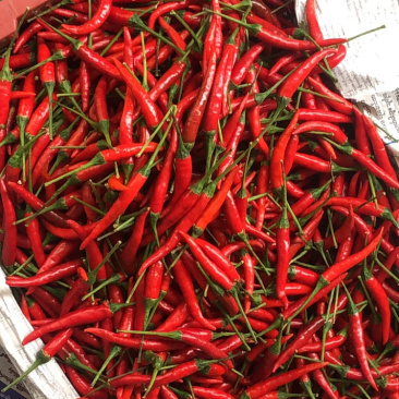 缅甸小米椒
