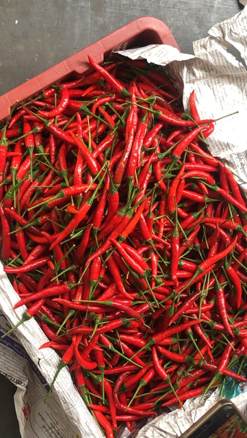 缅甸小米椒