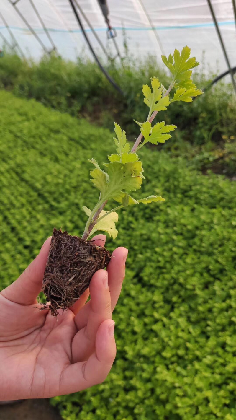 各类菊花苗接受预定，有切花，有盆栽有花茶