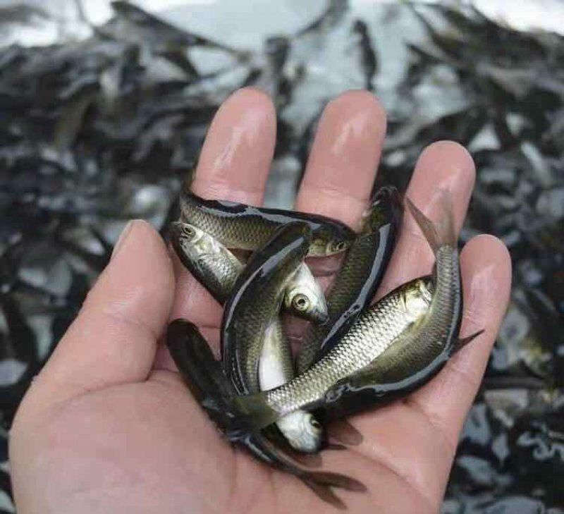 草鱼苗品种好抗病毒规格齐全基地直销