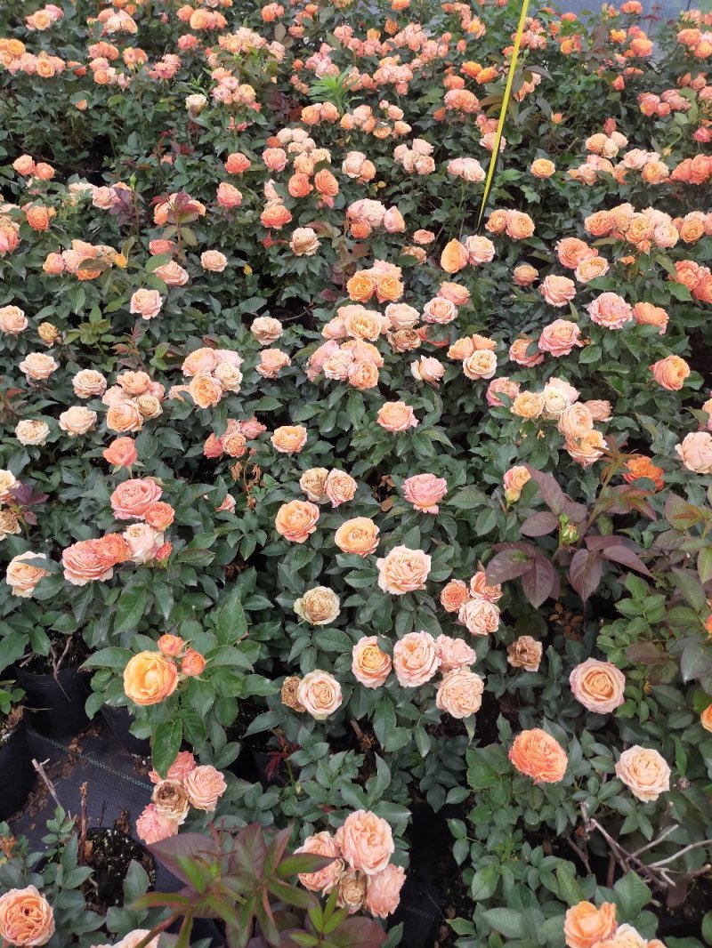 欧月