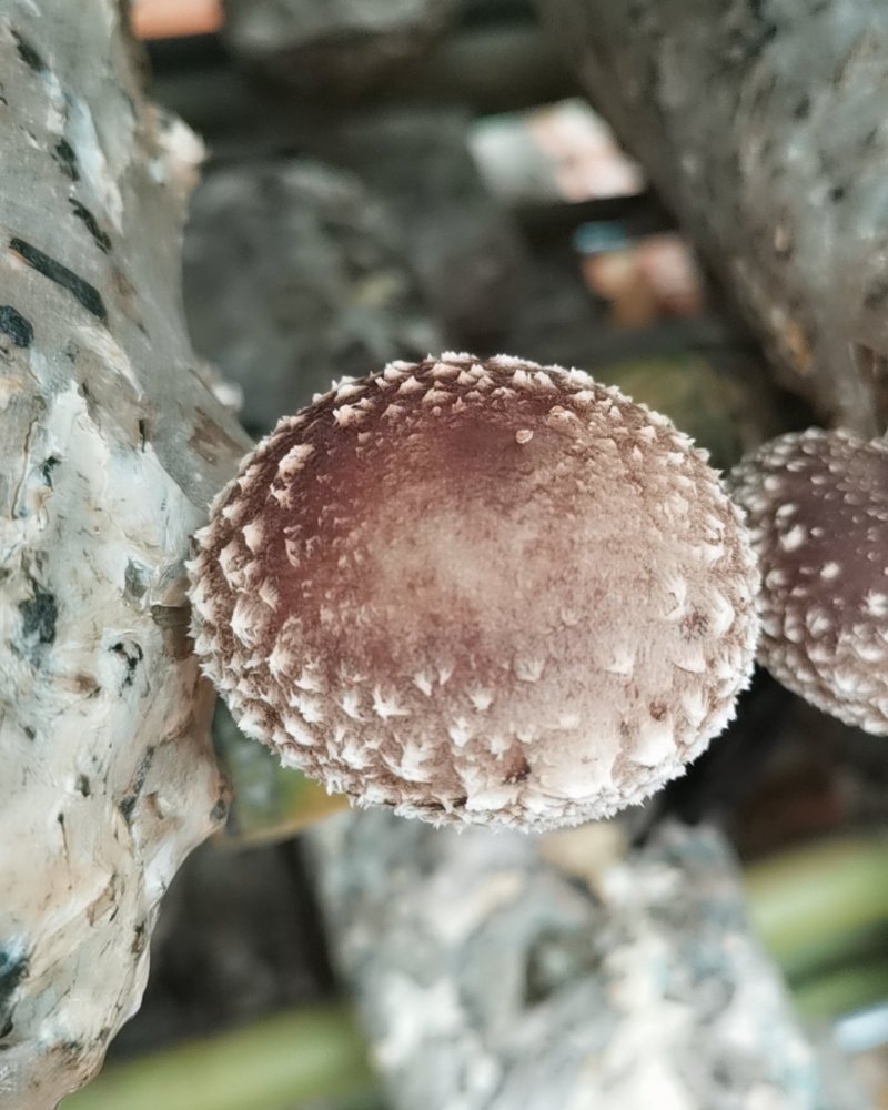 香菇批发