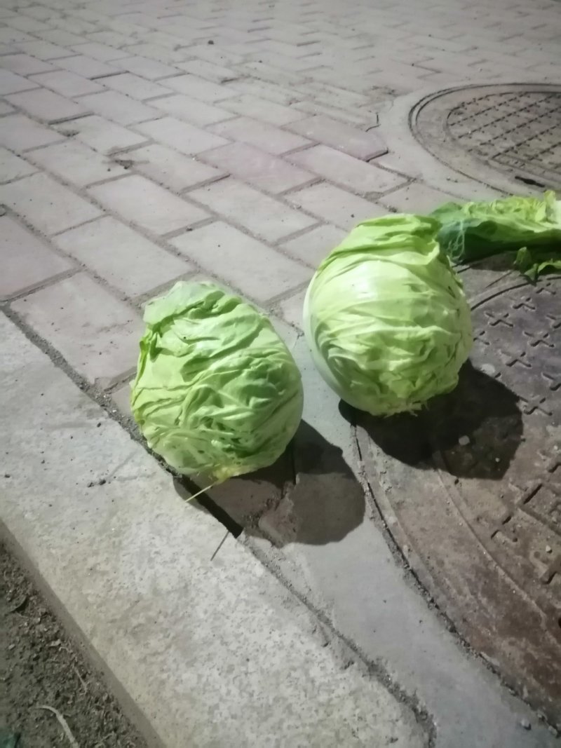 晥豆角