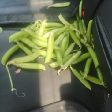 晥豆角