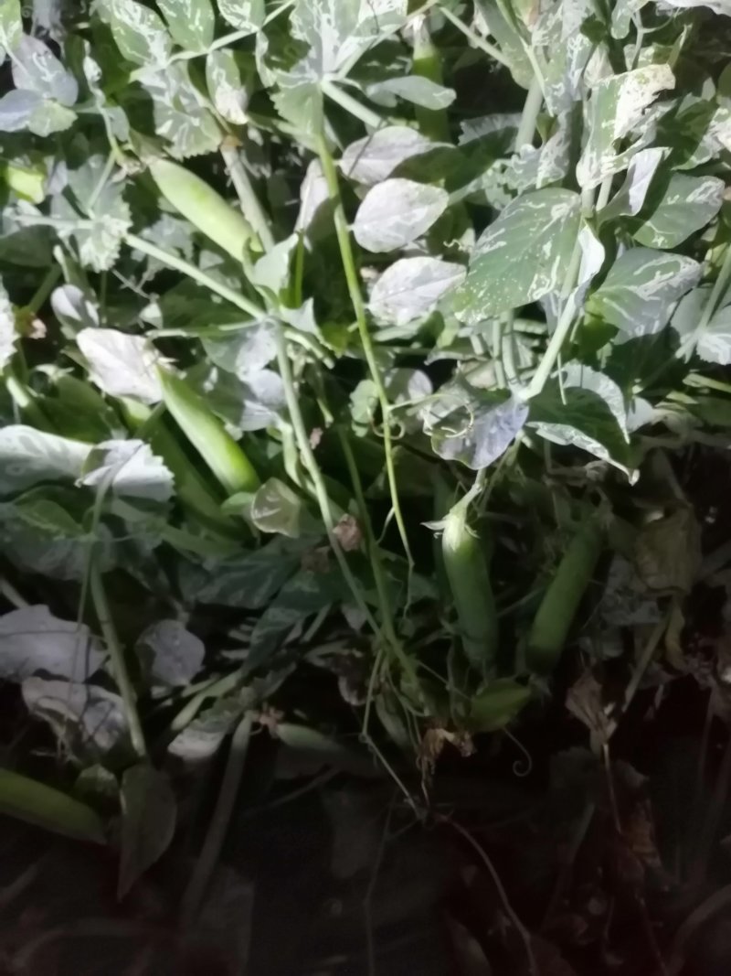 晥豆角