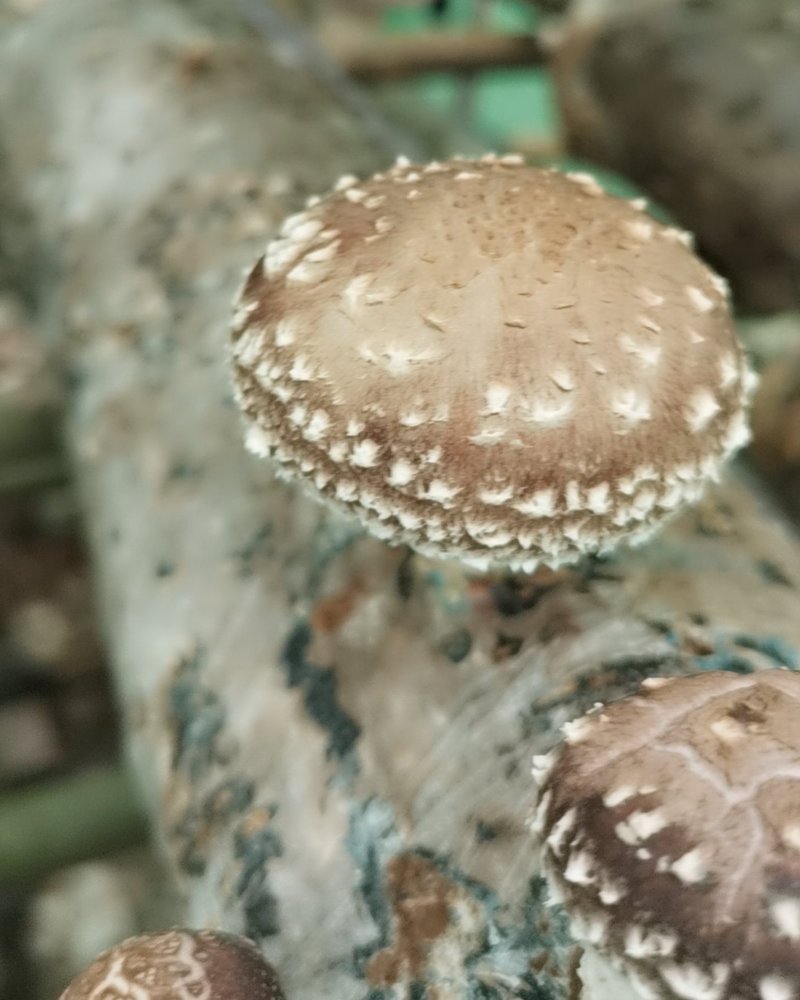 香菇批发