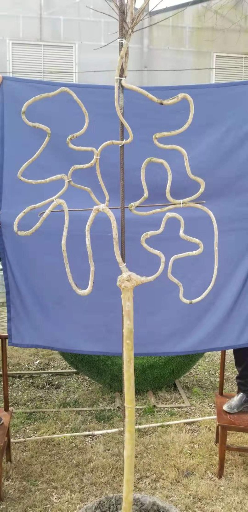 紫薇造型中国结，国旗红紫薇编织结，中国结低价出售