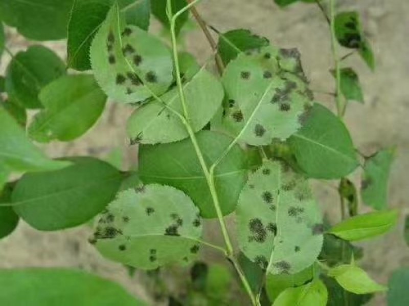 绿疽25%氟硅唑咪鲜胺登记葡萄白腐病