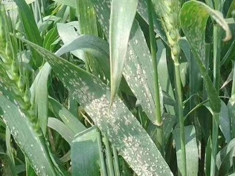 绿疽25%氟硅唑咪鲜胺登记葡萄白腐病