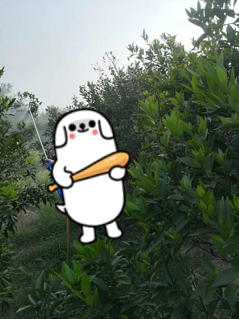绿疽25%氟硅唑咪鲜胺登记葡萄白腐病