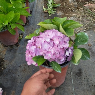 绣球花