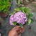 绣球花