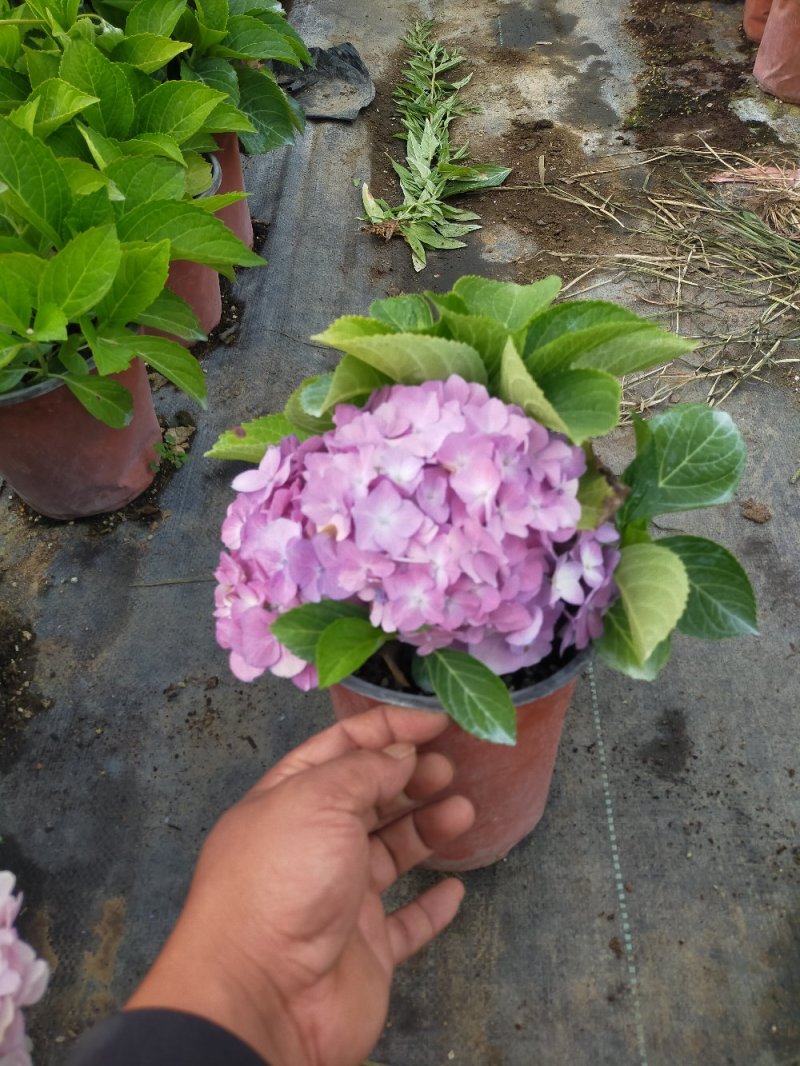 绣球花