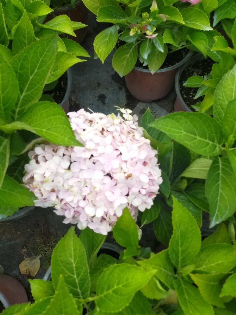 绣球花