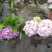 绣球花