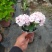 绣球花