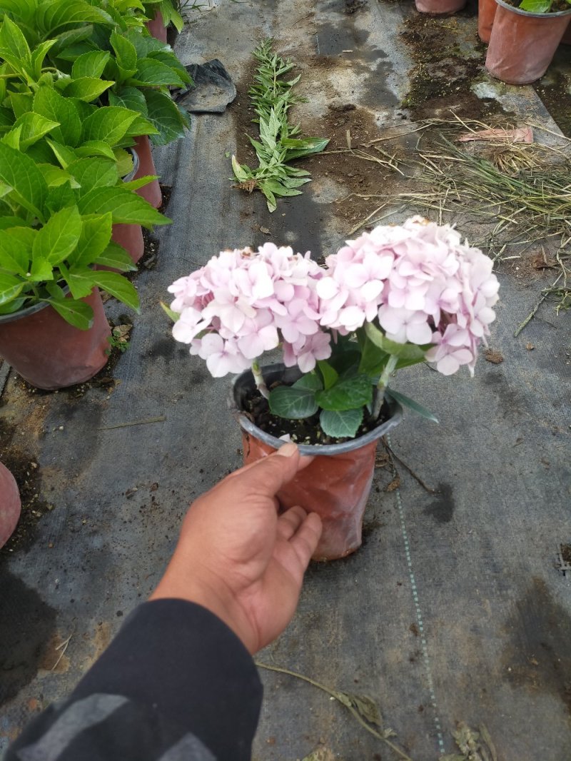 绣球花