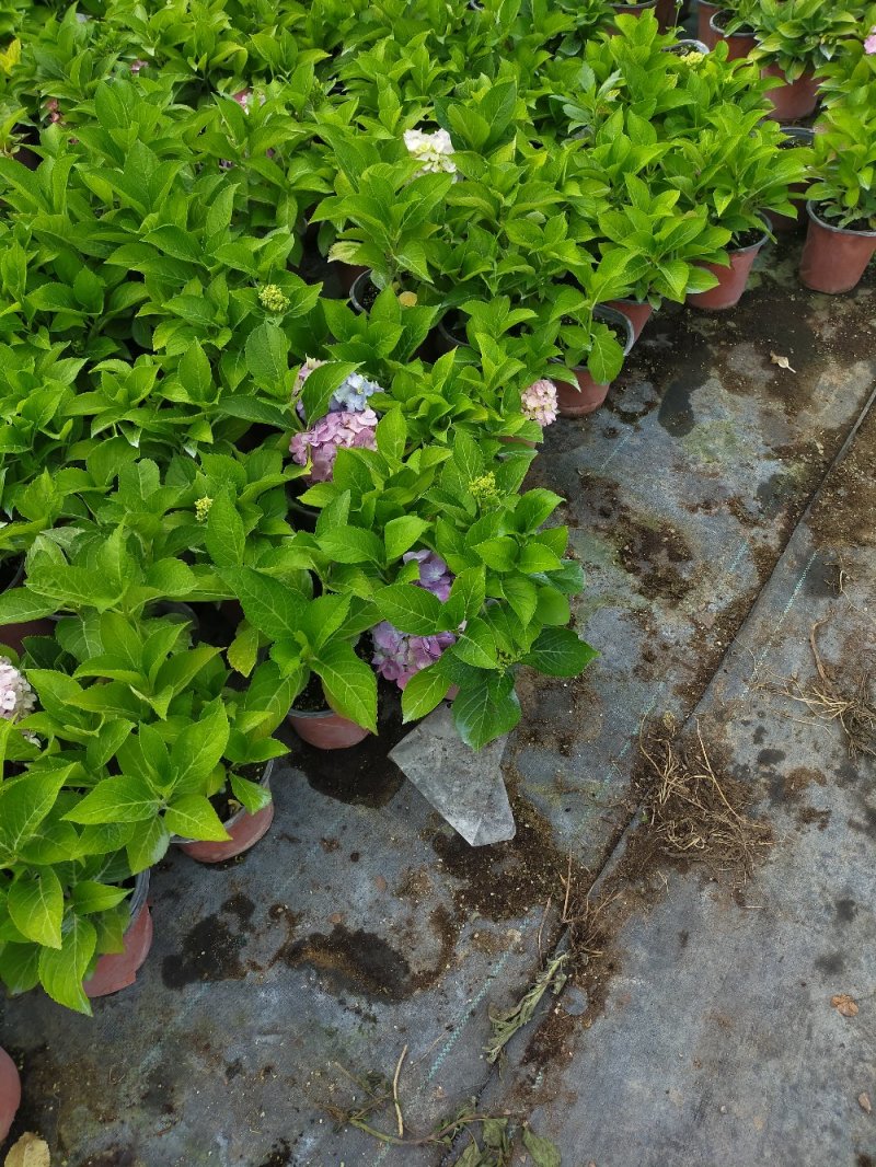 绣球花