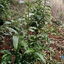 明朗高海拔雨水茶