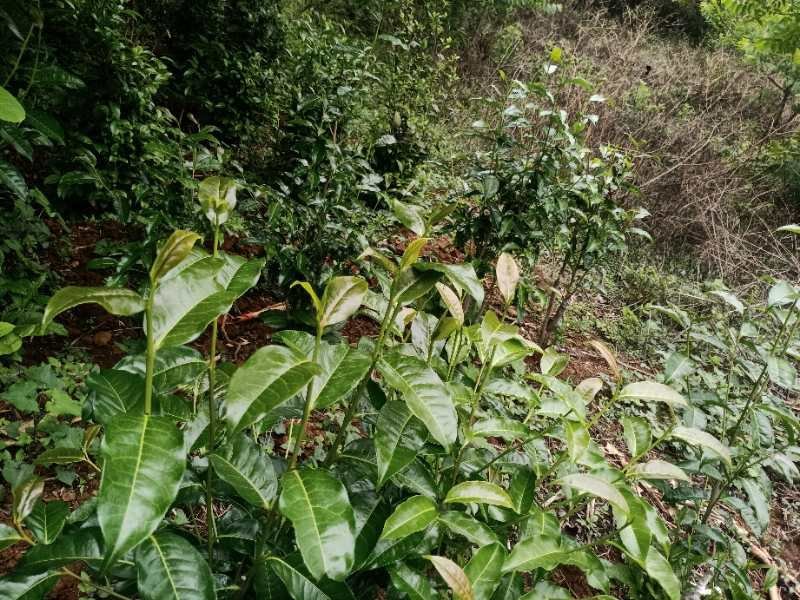 明朗高海拔雨水茶