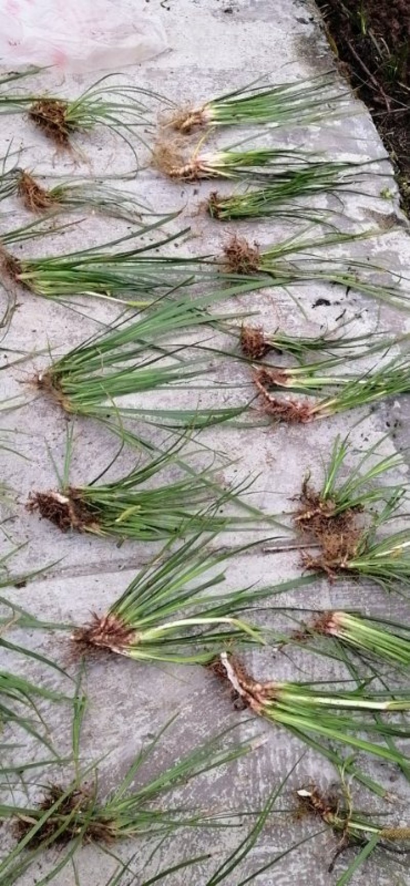 药典品种石菖蒲苗，小叶菖蒲苗、