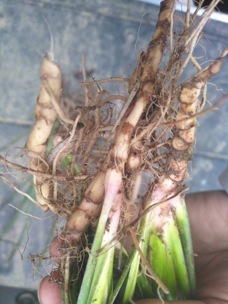 药典品种石菖蒲苗，小叶菖蒲苗、
