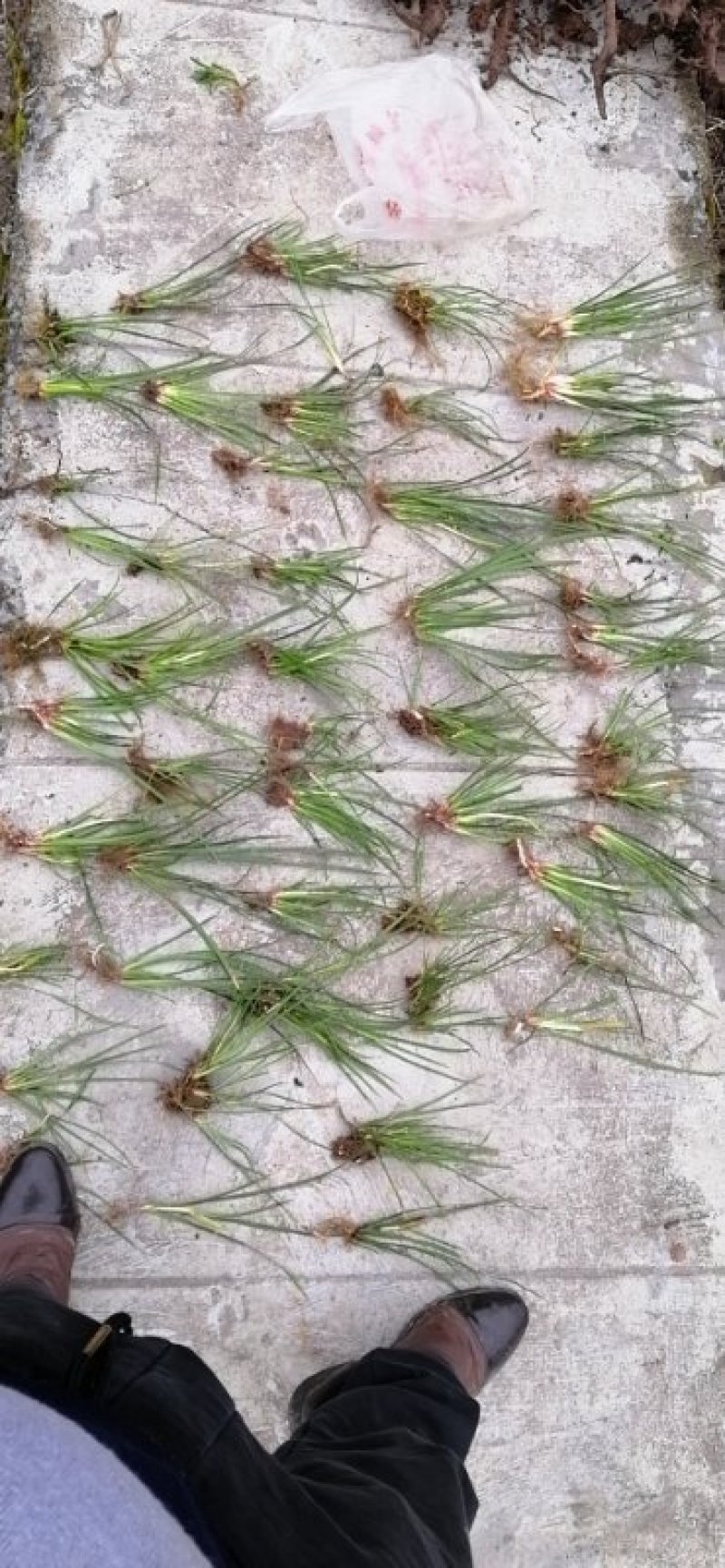 药典品种石菖蒲苗，小叶菖蒲苗、