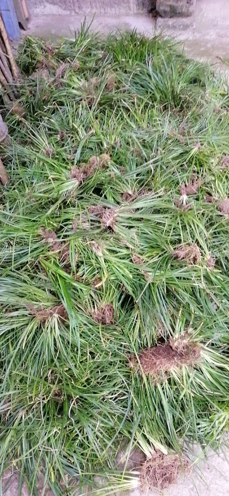 药典品种石菖蒲苗，小叶菖蒲苗、